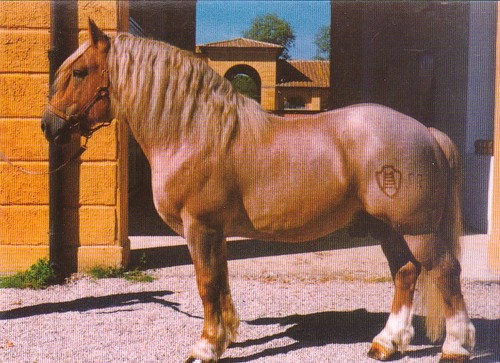 Pferd postkarte horse - postkarte, *