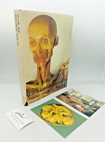 Die anatomischen wachse - anatomischen, der